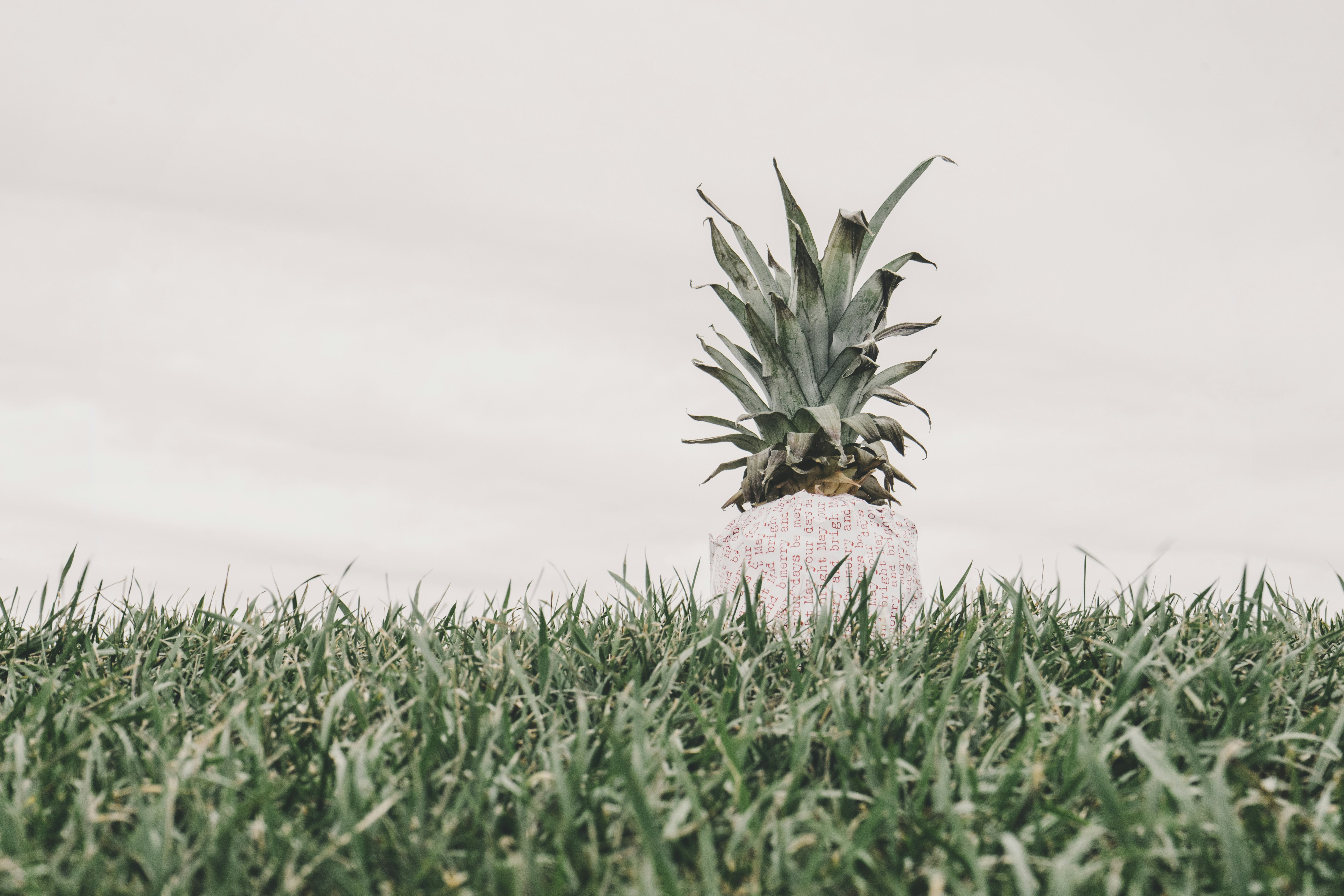 pineapple fruit at daytime